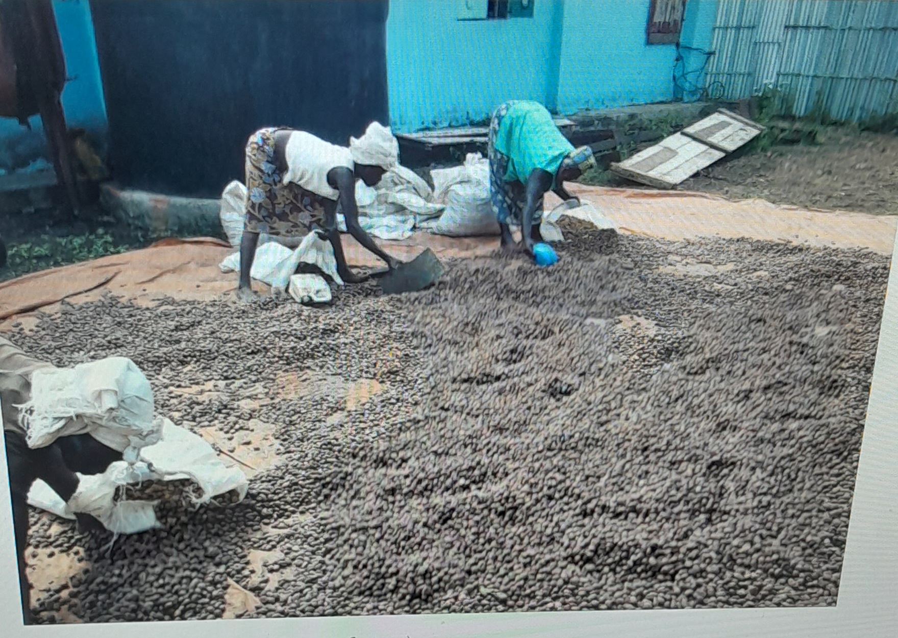 Women turning beans on a drying tarp after harvest
