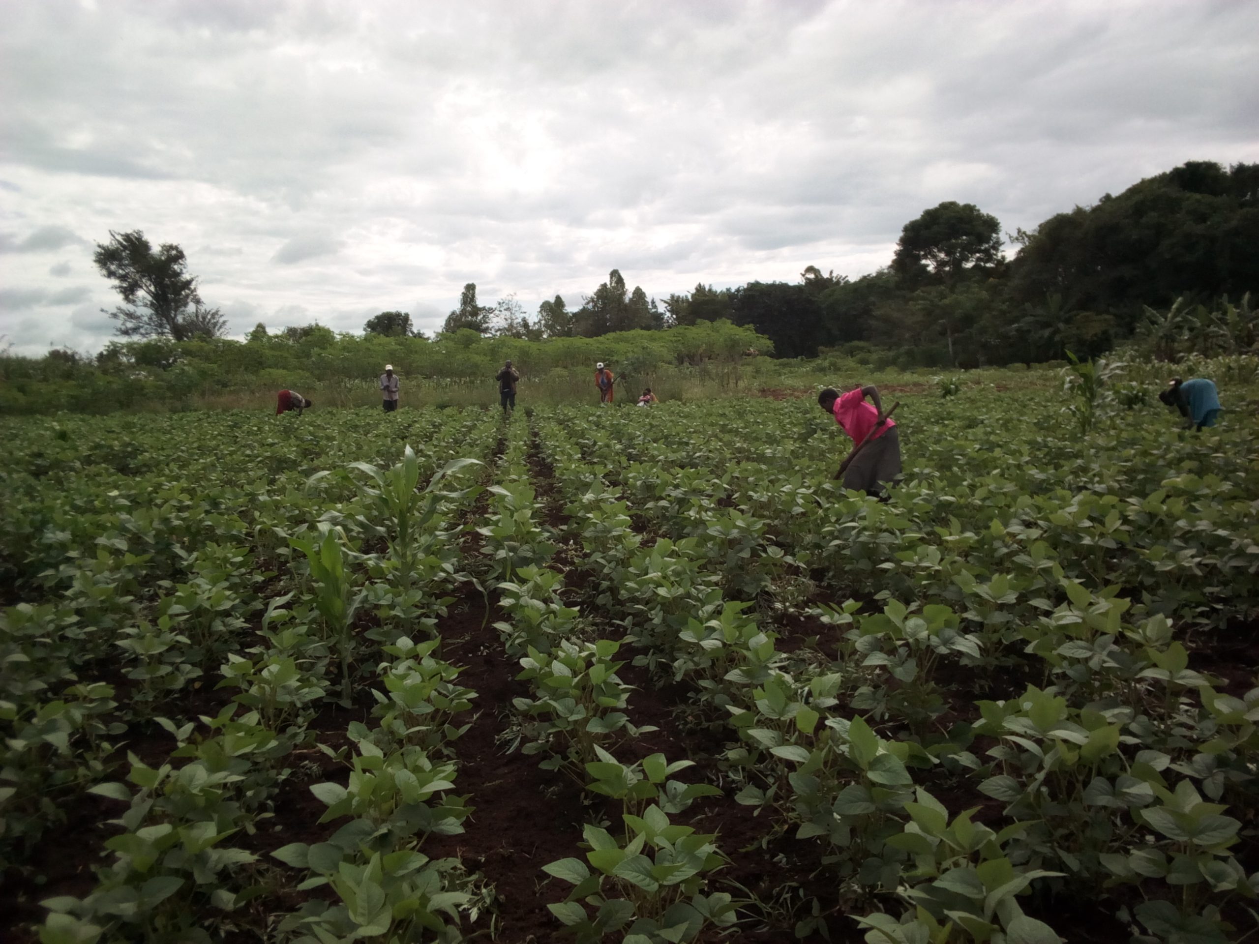 Women and men weeding a bean field in eastern Uganda