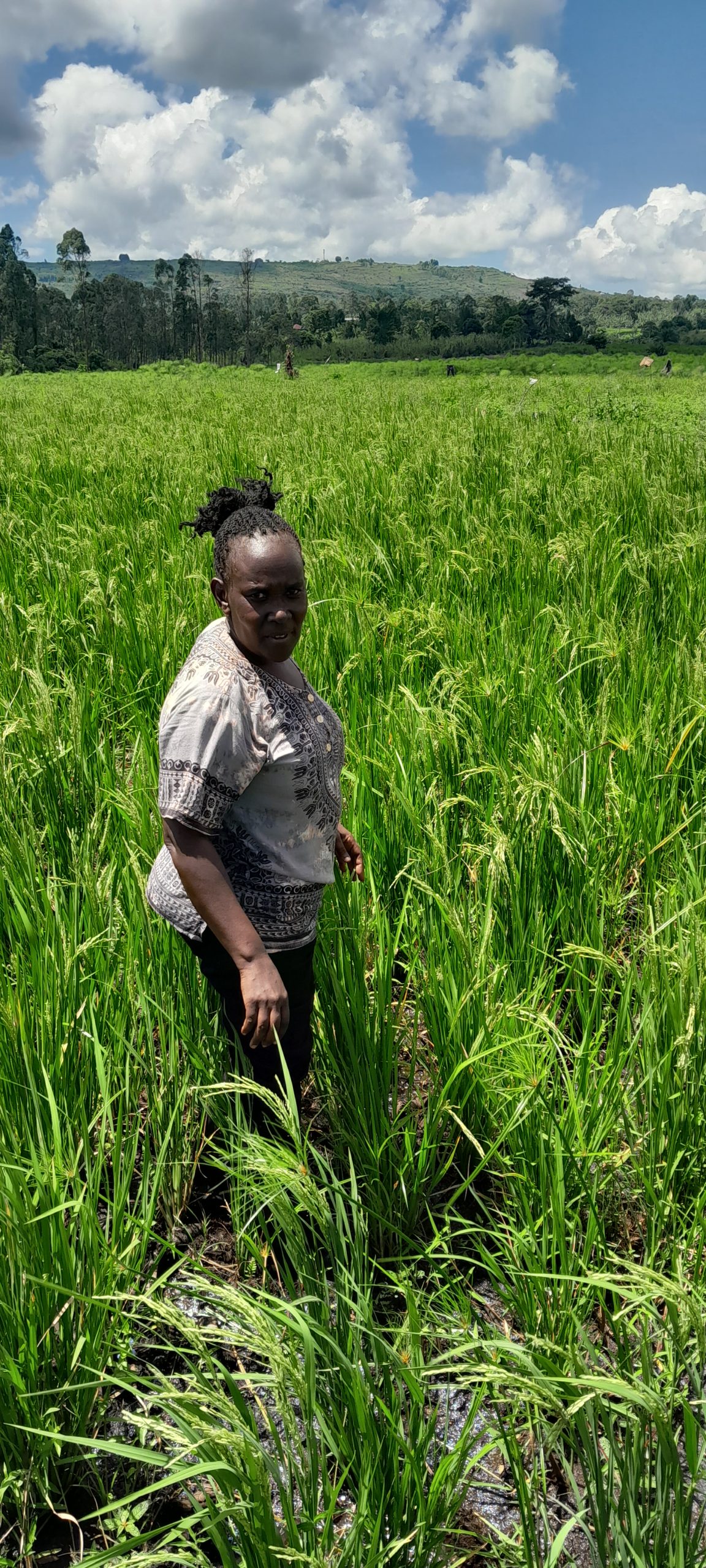 A rice farmer standing in a mature paddy in eastern Uganda