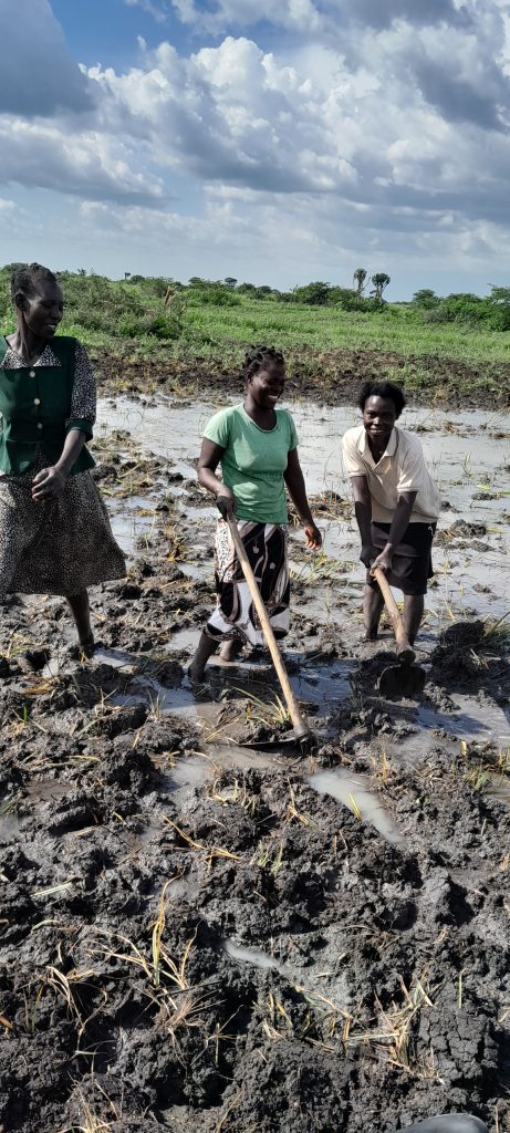 Women preparing a rice paddy in eastern Uganda